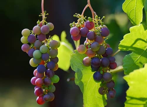 Halbreife rote Weintrauben hängen an einem Weinstock