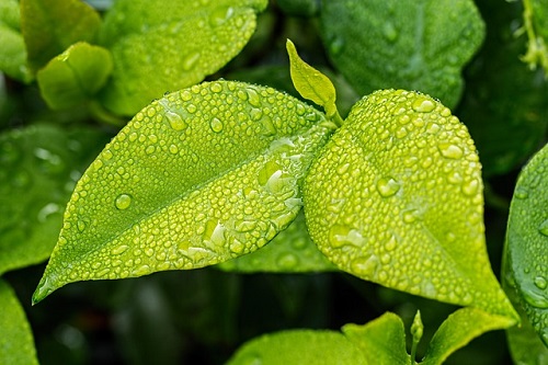 Eine Grünpflanze in Nahaufnahme mit Wassertropfen auf den Blättern