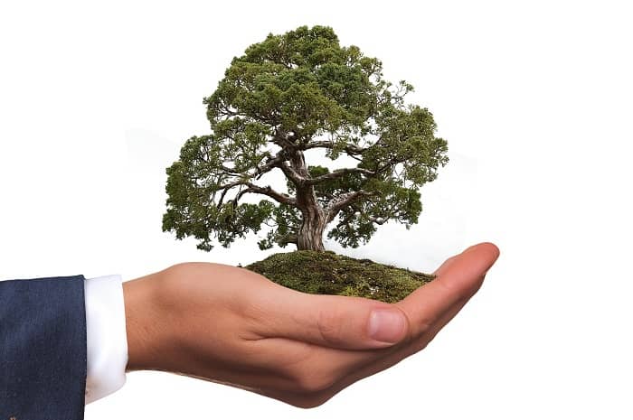 Eine Hand hält einen großen Baum samt Wurzelwerk und Erdballen