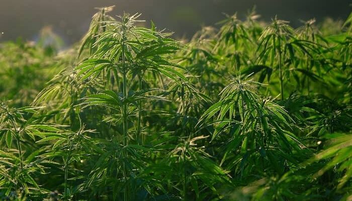 Cannabis bald legal? Das muss man über die Pflanze wissen