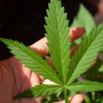 Cannabis-Legalisierung in Deutschland: <span class="search-everything-highlight-color" style="background-color:orange">Gesundheitsminister</span> plant Reform bei privatem Konsum