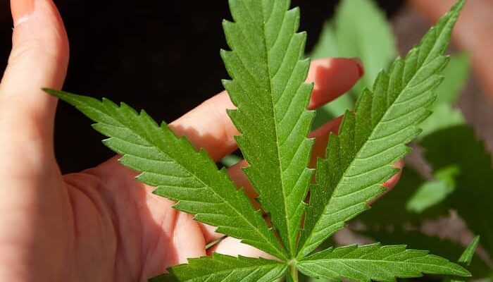 Cannabis-Legalisierung in Deutschland: Gesundheitsminister plant Reform bei privatem Konsum