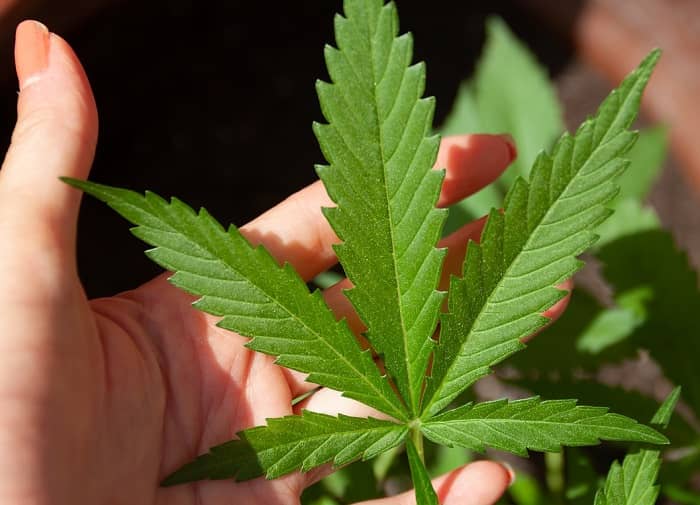 Eine Frau hält eine Cannabispflanze in ihrer Hand