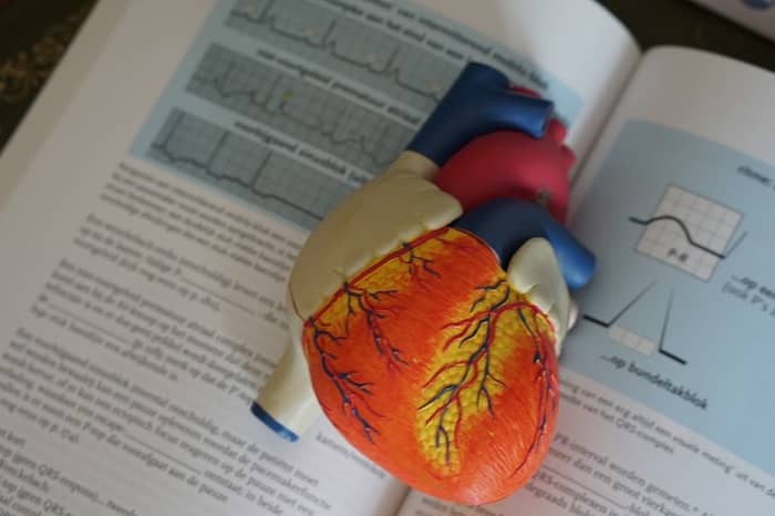 Ein Modell eines Herzens liegt auf einem medizinischen Lehrbuch