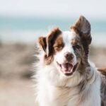 Mein Hund hat Arthritis – Was kann ich tun?