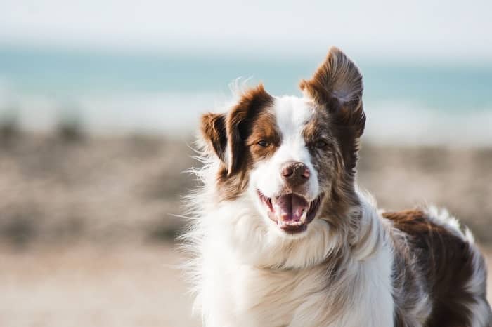 Ein Border Collie mit einem hängenden Ohr, sieht in die Kamera