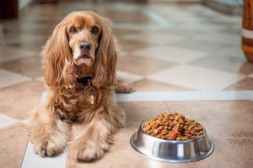 Ein Cocker Spaniel sitzt traurig neben seinem voll gefüllten Futternapf 