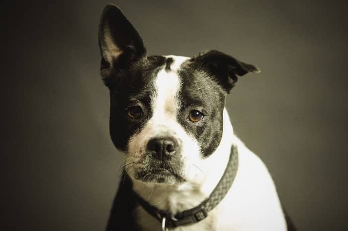 Ein Schwarz/Weiß gemusterter Hund sieht mit einem Hängeohr in die Kamera