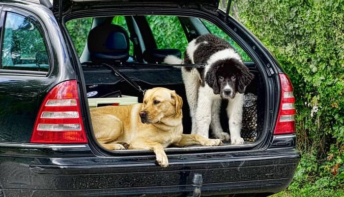 Zwei Hunde sitzen in einem Kofferraum eines Autos