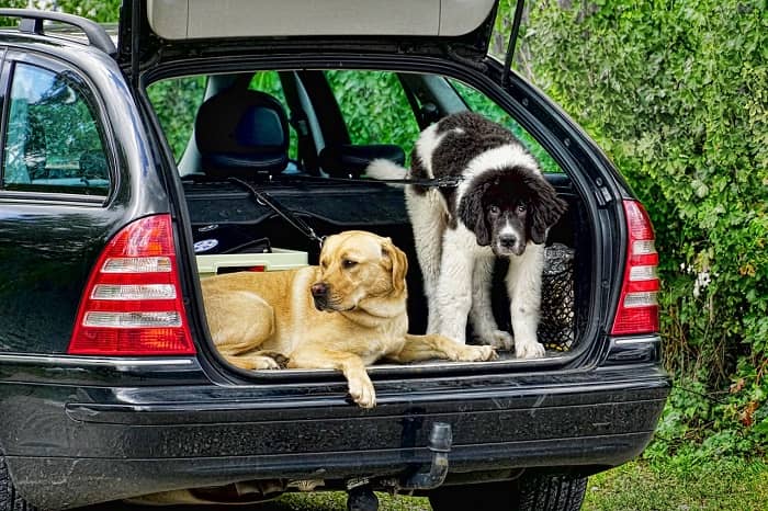 Zwei Hunde sitzen in einem Kofferraum eines Autos