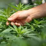 Vom Cannabis-Anbau lernen: So gelingt der Indoor-Garten