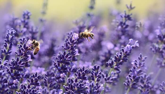 Ein Lavendelfeld in dem sich Bienen und Insekten tummeln.