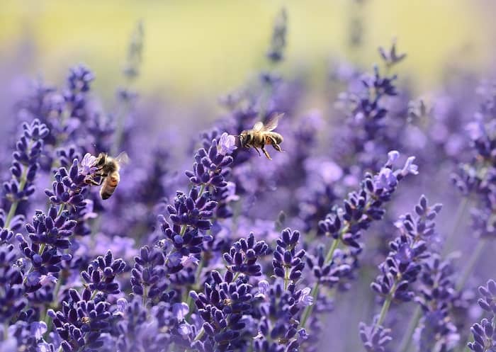 Ein Lavendelfeld in dem sich Bienen und Insekten tummeln.