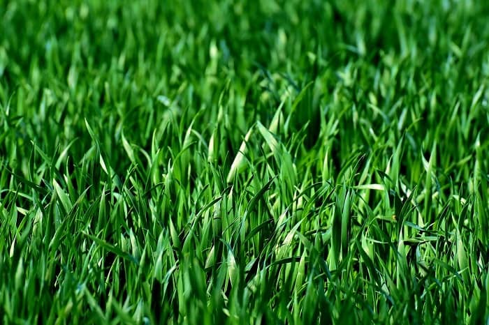 Ein grüner, gesunder Rasenfloor