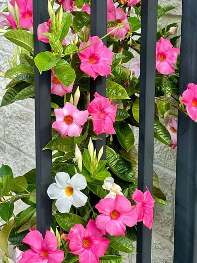 Blumen ranken an einem Gartenzaun