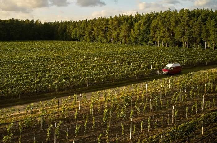 Ein Campingvan steht inmitten von Weinbergen nahe eines Waldes