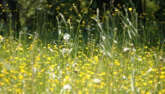 Was, wenn Allergie kein Zufall ist – das große Missverständnis des Immunsystems